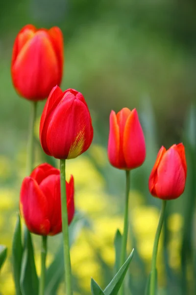 Red tulips vertical — Stock Photo, Image