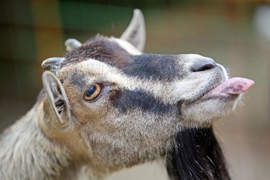 Goat's funny portrait clipart