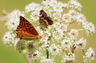 Orange butterfly macro clipart