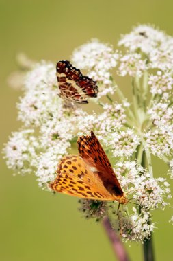 portakal butterflys dikey