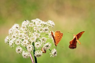 Orange butterflys clipart