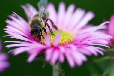 Bee colecting pollen on the flower clipart