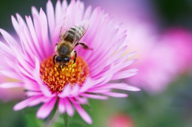 Arı colecting polen