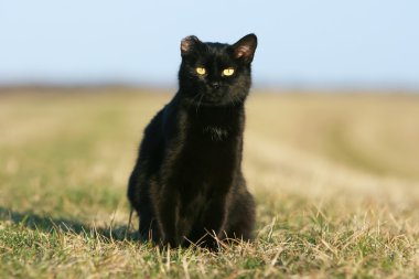 gün batımında tek kulaklı kara kedi