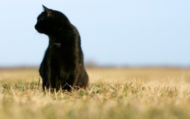 gün batımında kara kedi silüeti
