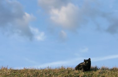 çayır üzerinde kara kedi