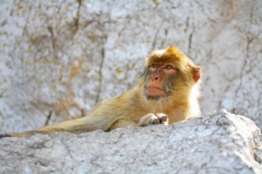 The monkey is resting on the rocks clipart