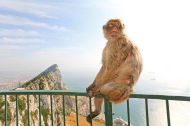 Gibraltar Monkey posing on the fence clipart