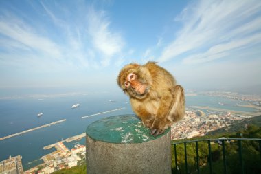 Gibraltar Monkey clipart