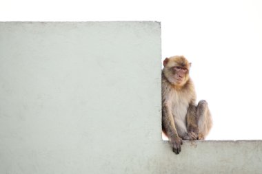 Monkey on the wall clipart