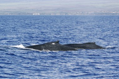 Back of two Humpback whale clipart