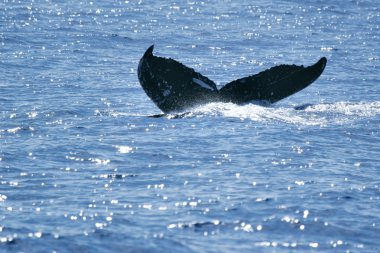 Tail Humpback Whale clipart