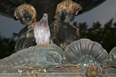 Pigeon on a monument clipart
