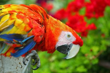 renkli Amerika papağanı