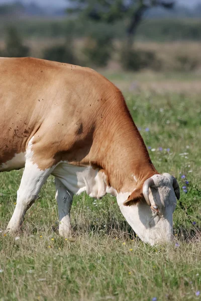Kahverengi inek çayır çim yeme — Stok fotoğraf