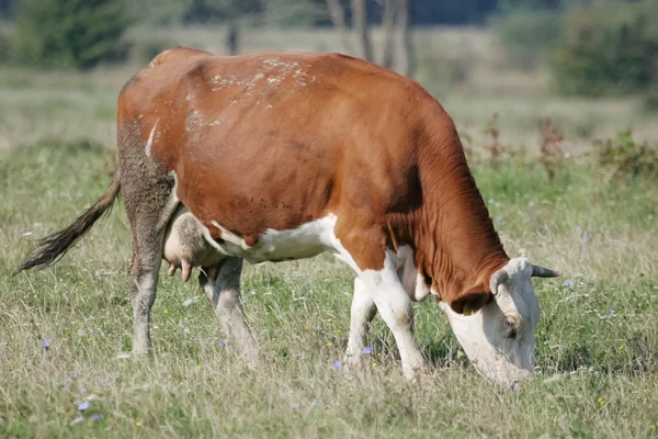 Hnědá kráva jí trávu — Stock fotografie
