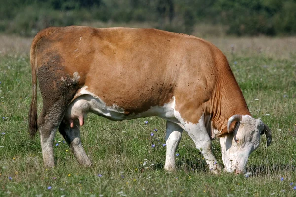 Jí hnědá bílá kráva — Stock fotografie