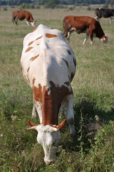 Hnědá bílá kráva ve stádě — Stock fotografie