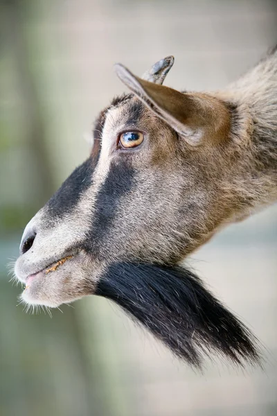 Retrato de cabra — Fotografia de Stock