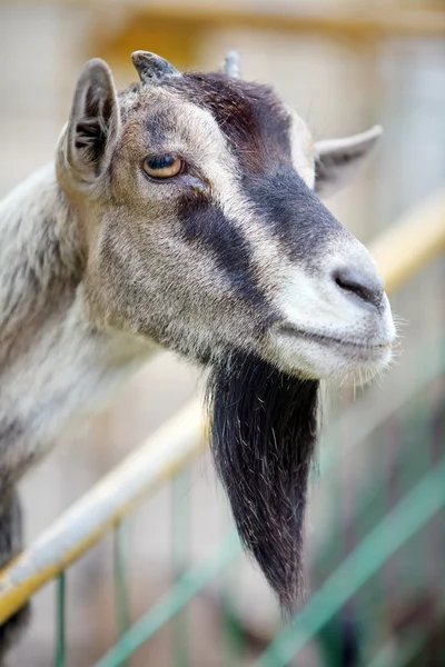 Cabeça de cabra — Fotografia de Stock