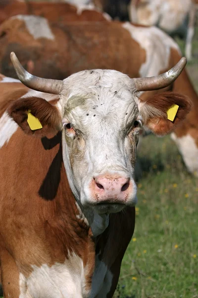 Portrét bílá hnědá kráva — Stock fotografie