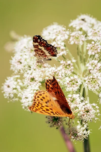 Orange butterflys vertikala — Stockfoto