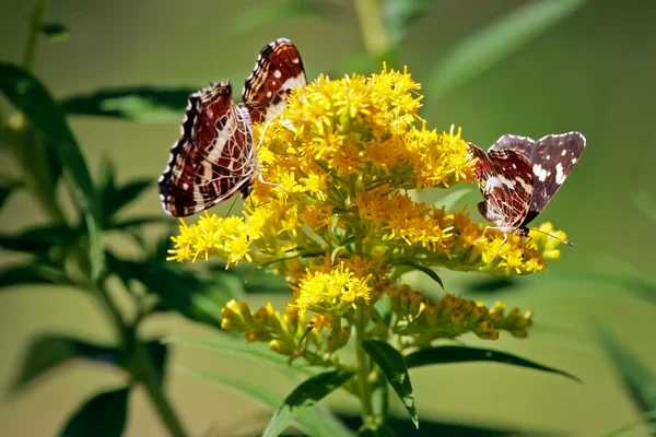 Fjärilar på gul blomma — Stockfoto