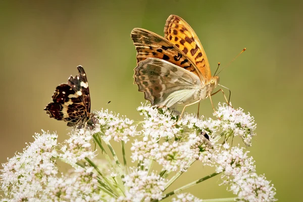 Närbild på fjärilar — Stockfoto