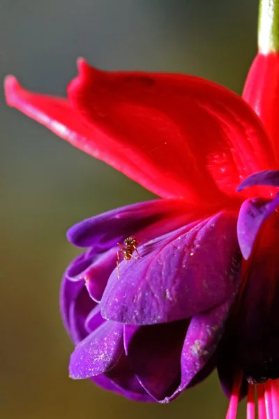 Formiga na flor — Fotografia de Stock