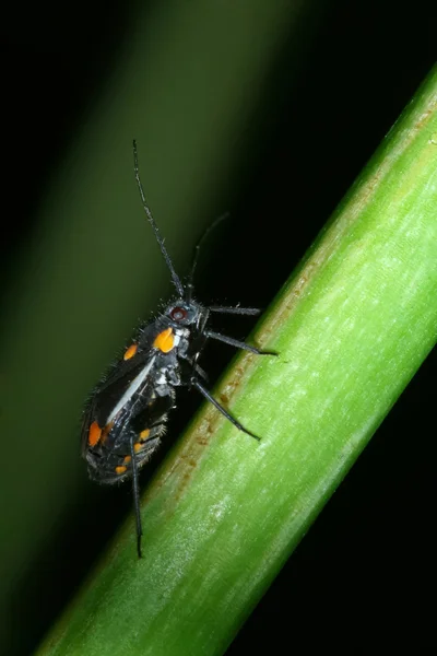 Желтопятнистый чёрный жук — стоковое фото