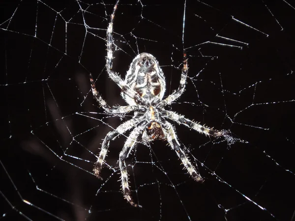 stock image Spider