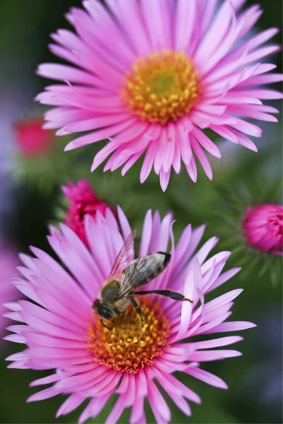 Een honingbij op een bloem — Stockfoto