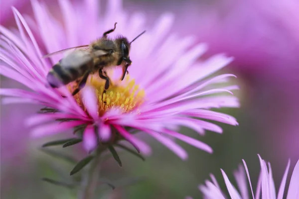 La abeja a la flor - el primer plano — Foto de Stock