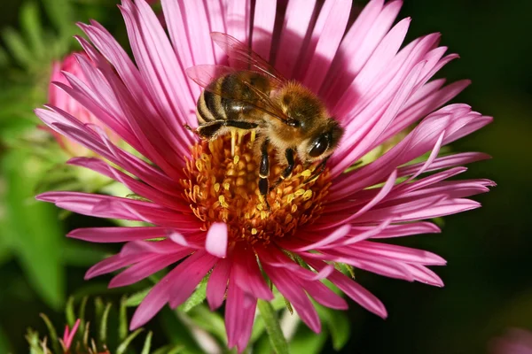 蜂は、ピンクのヒナギクの花から花粉を収集します。 — ストック写真