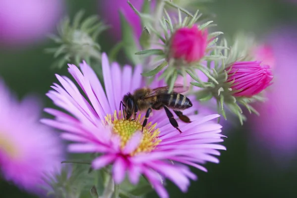 Aster bloem met bee — Stockfoto