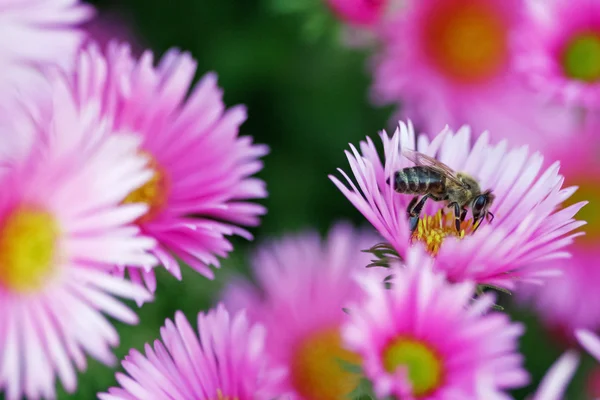 蜂与花 — 图库照片