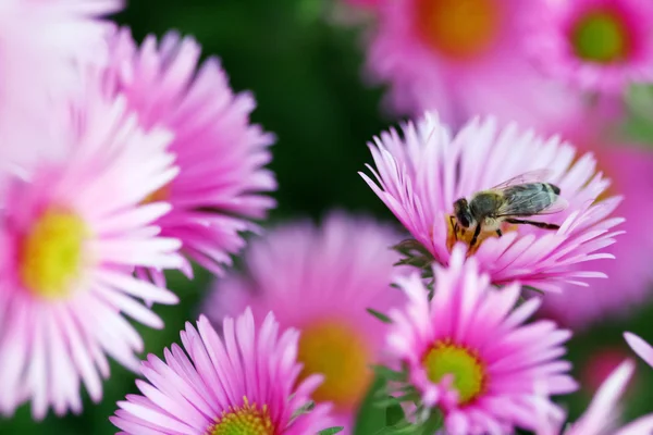Včela v keři květy — Stock fotografie