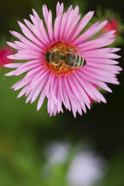 Včela na květ astor — Stock fotografie