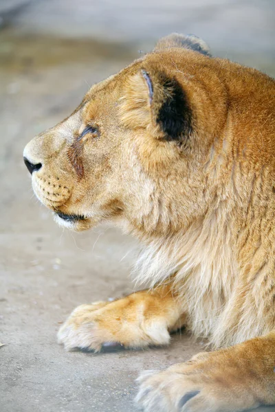Perfil de leão feminino — Fotografia de Stock