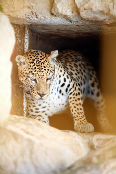Leopard in the cage