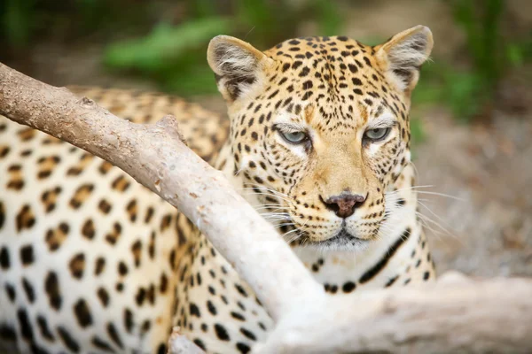 Leopardo — Foto de Stock