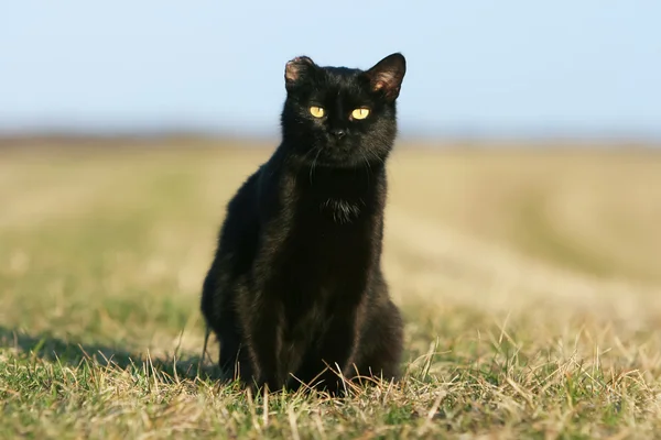 Fekete macska egy fülű naplementekor — Stock Fotó