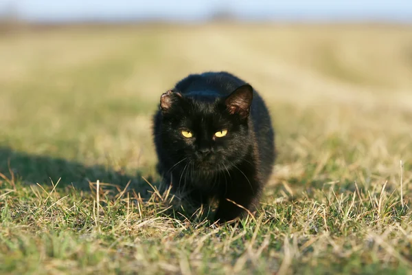 One-eared black cat — Stock Photo, Image