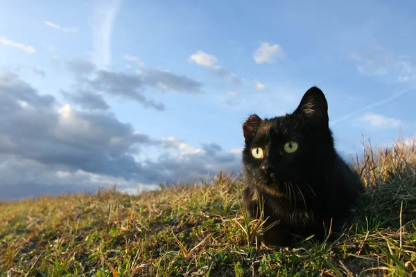한 귀 고양이 — 스톡 사진
