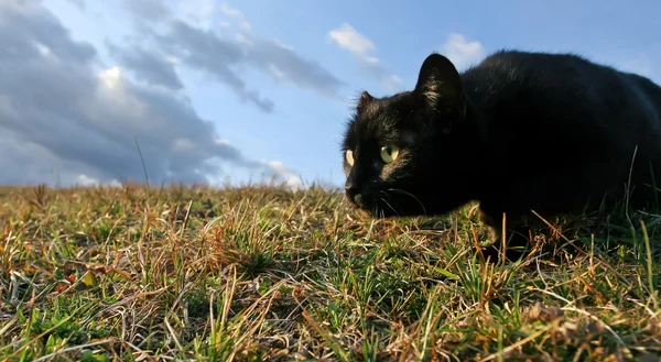 Plíživý černá kočka — Stock fotografie