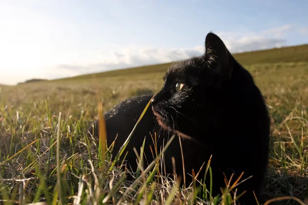 Gato preto na grama — Fotografia de Stock