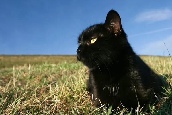 Schwarze Katze bei Sonnenuntergang im Gras — Stockfoto