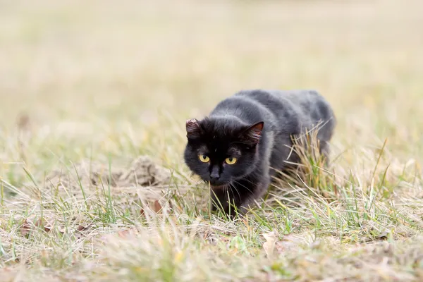 Zwarte kat sluipen in het gras — Stockfoto