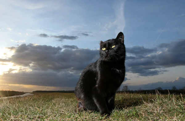 Gato preto — Fotografia de Stock