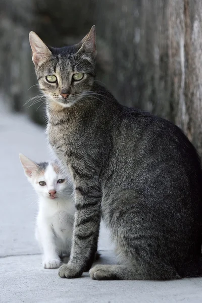 Gato e gatinho — Fotografia de Stock
